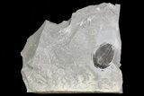 Elrathia Trilobite In Shale - Utah #71039-1